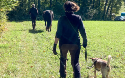 Führen nach Chi Horsing