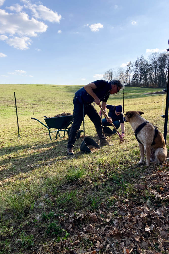 KoppelCleaning und Paddockplatten - Erlebnis Islandpferd | Margit Arnold