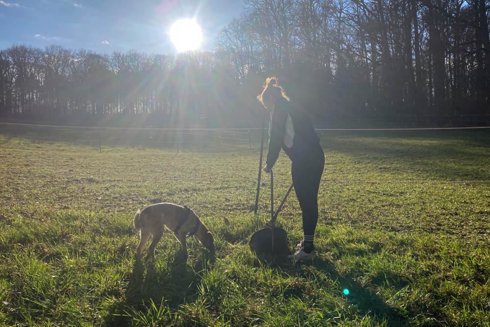 KoppelCleaning und Paddockplatten - Erlebnis Islandpferd | Margit Arnold