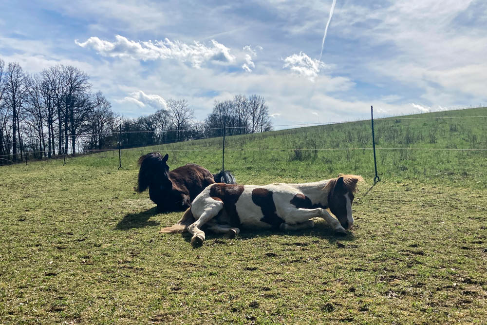 KoppelCleaning und Paddockplatten - Erlebnis Islandpferd | Margit Arnold